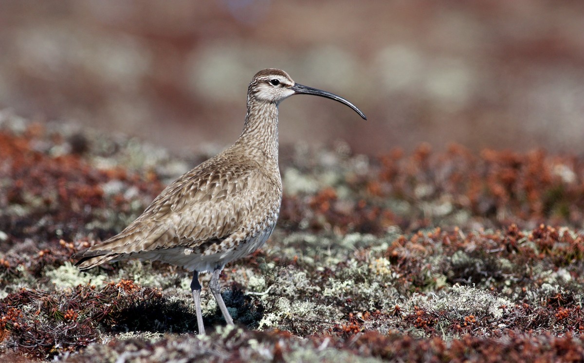 Regenbrachvogel (hudsonicus) - ML53776131