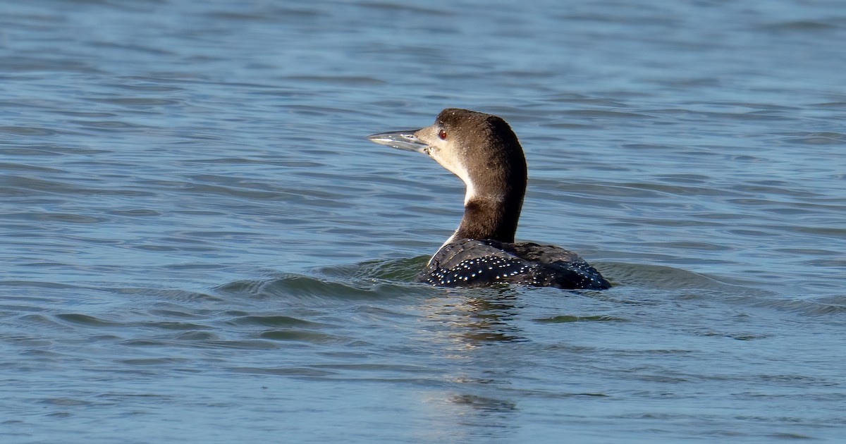 Common Loon - ML537762391