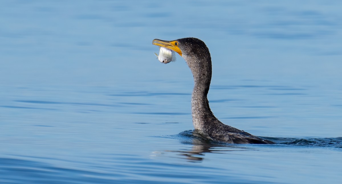 Double-crested Cormorant - ML537762561
