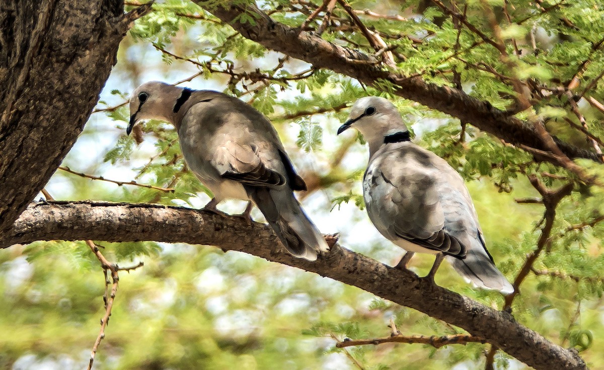 Ring-necked Dove - ML537763061