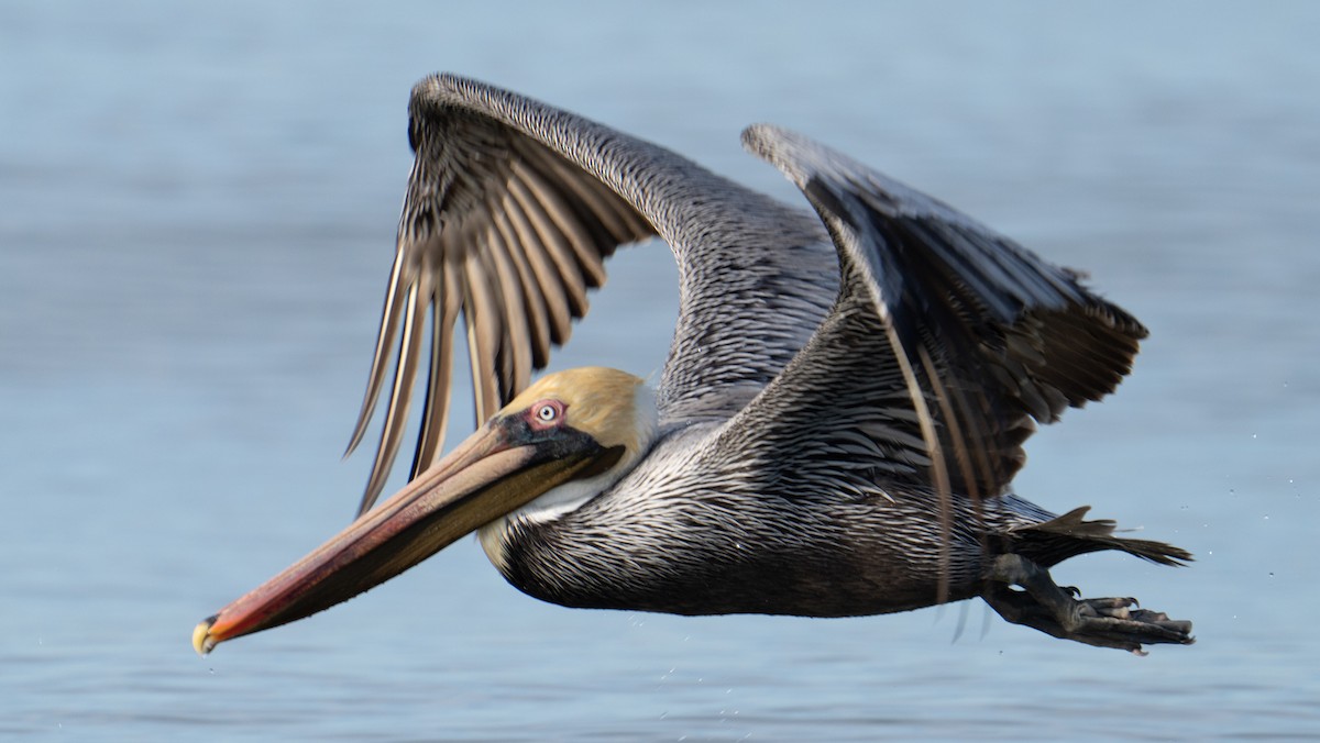 Brown Pelican - ML537763471