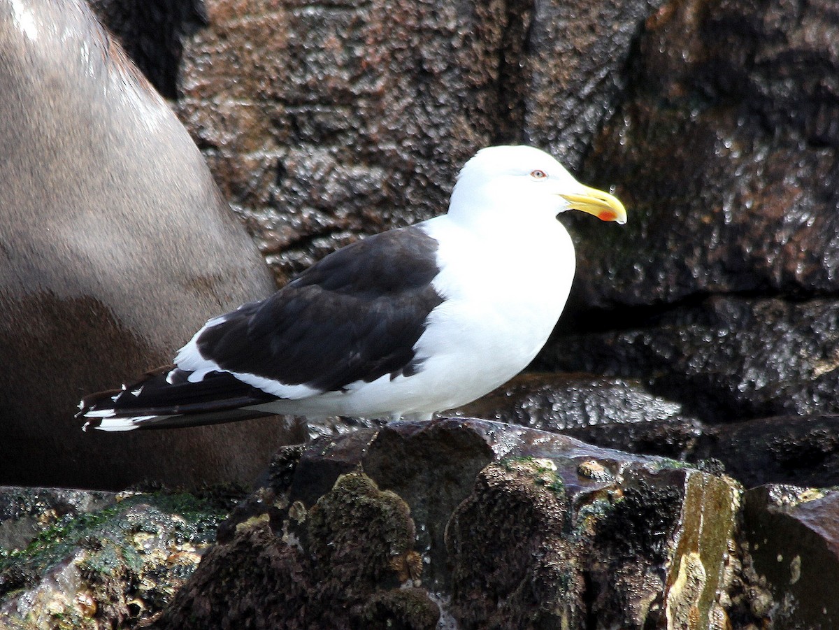 Kelp Gull - ML537763841