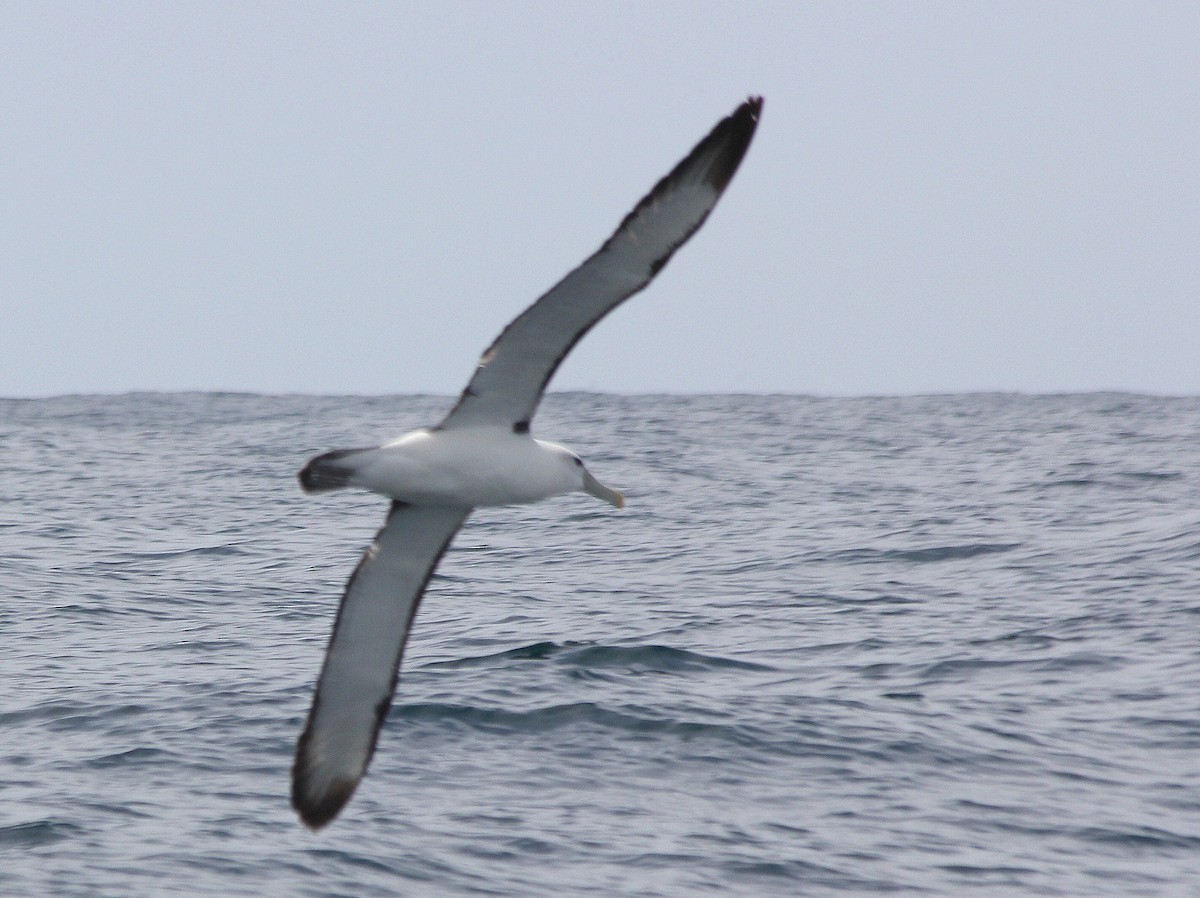White-capped Albatross - ML537763991