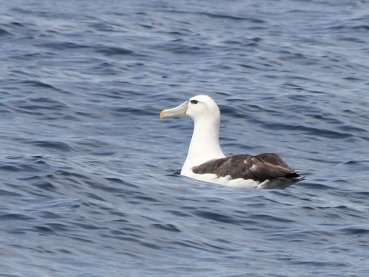 Albatros à cape blanche - ML537764011