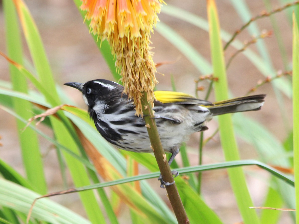 New Holland Honeyeater - ML537764591