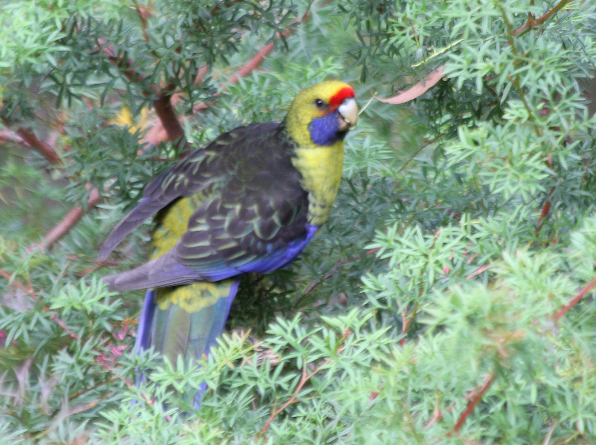 Green Rosella - ML537765221