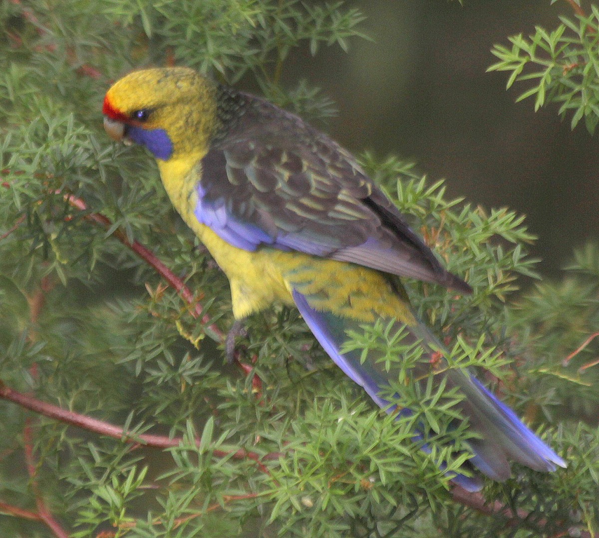 Green Rosella - ML537765241