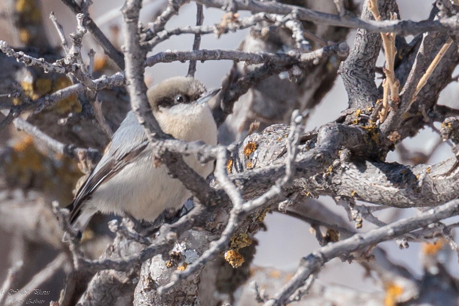 Pygmy Nuthatch - ML537766311