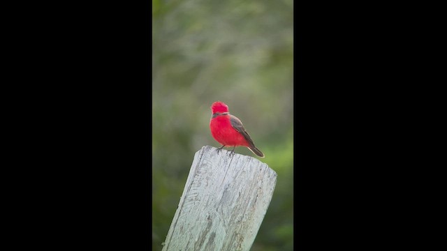 Vermilion Flycatcher - ML537766571