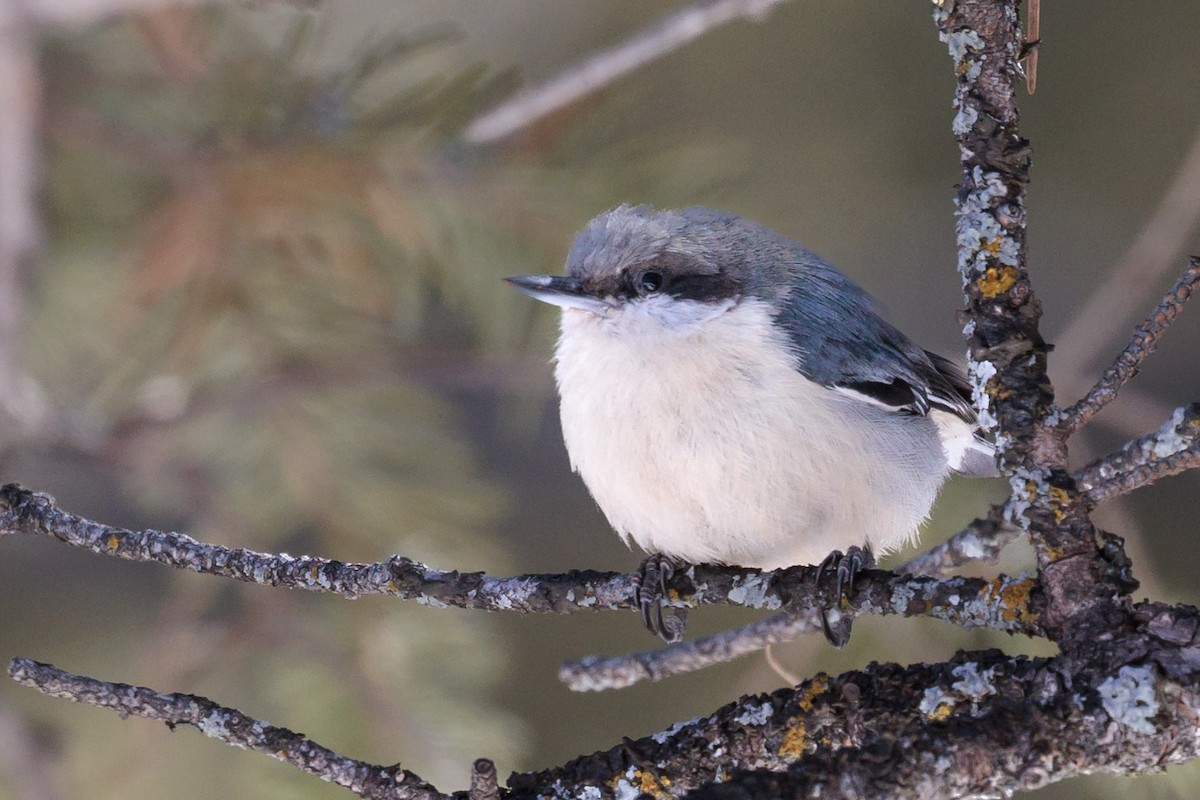 Pygmy Nuthatch - ML537767001