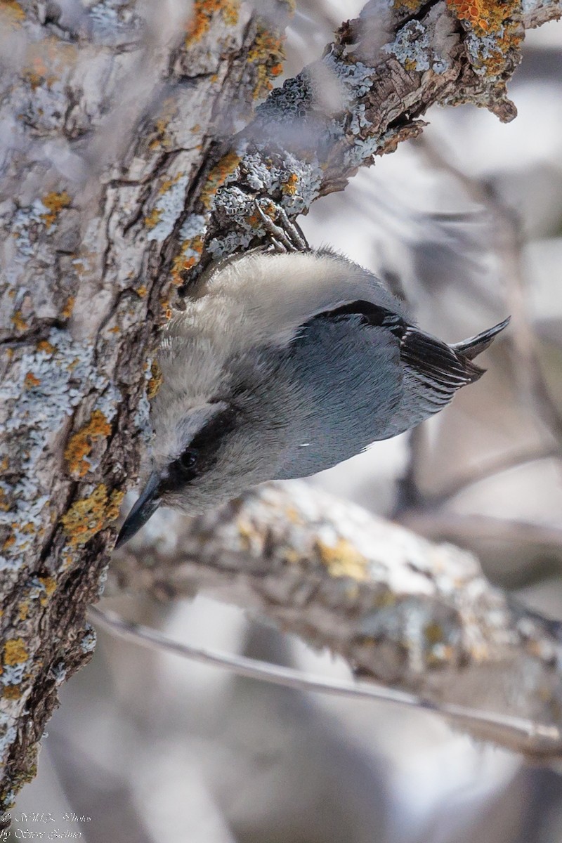 Pygmy Nuthatch - ML537767011