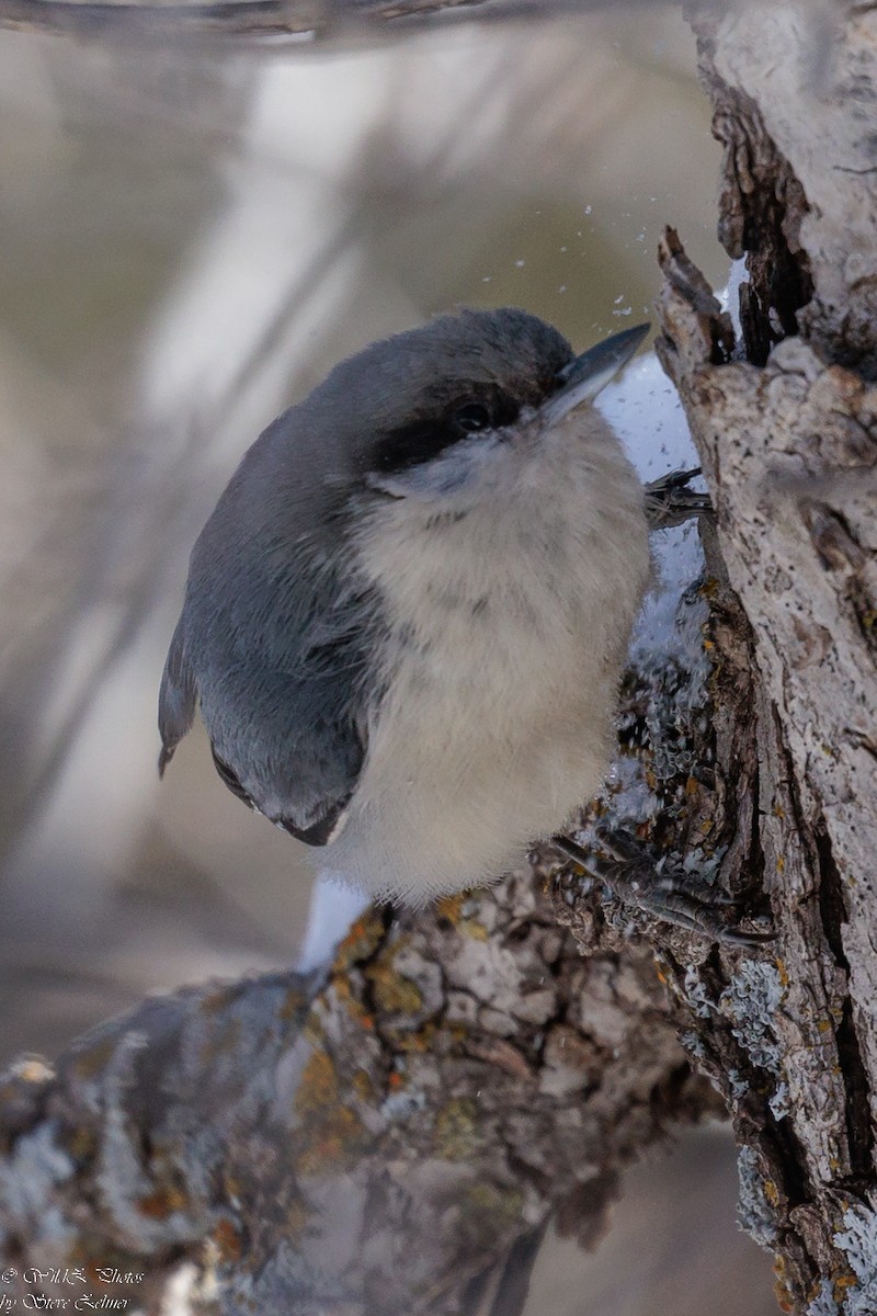Pygmy Nuthatch - ML537767021