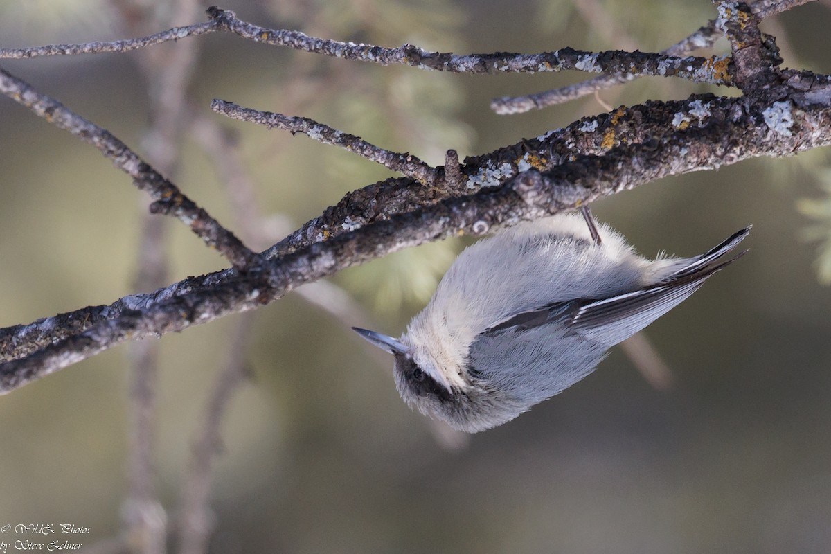 Pygmy Nuthatch - ML537767031