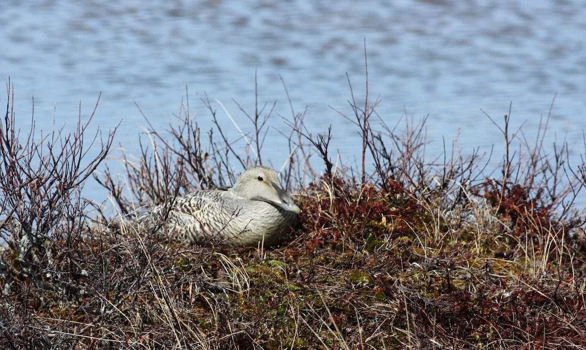 ærfugl (sedentaria) - ML53776821