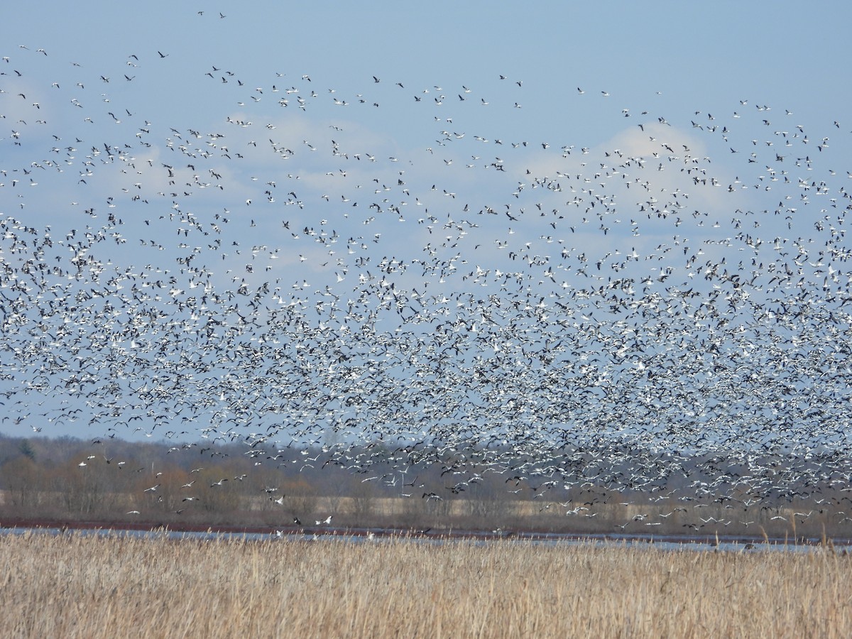 Snow Goose - ML537768431