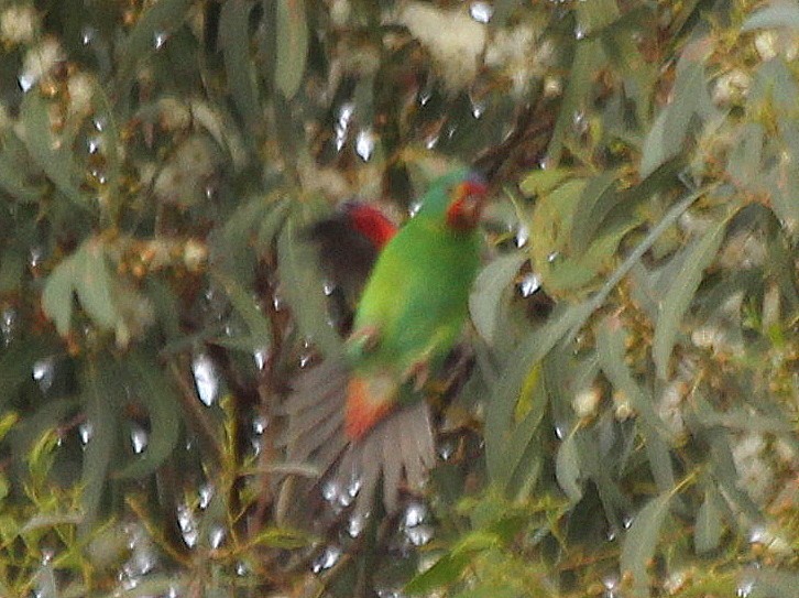 Swift Parrot - ML537768691