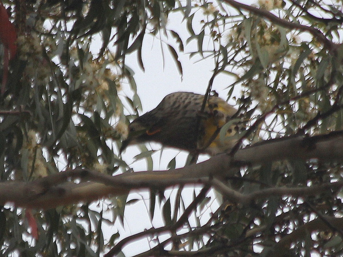 Yellow Wattlebird - ML537768821