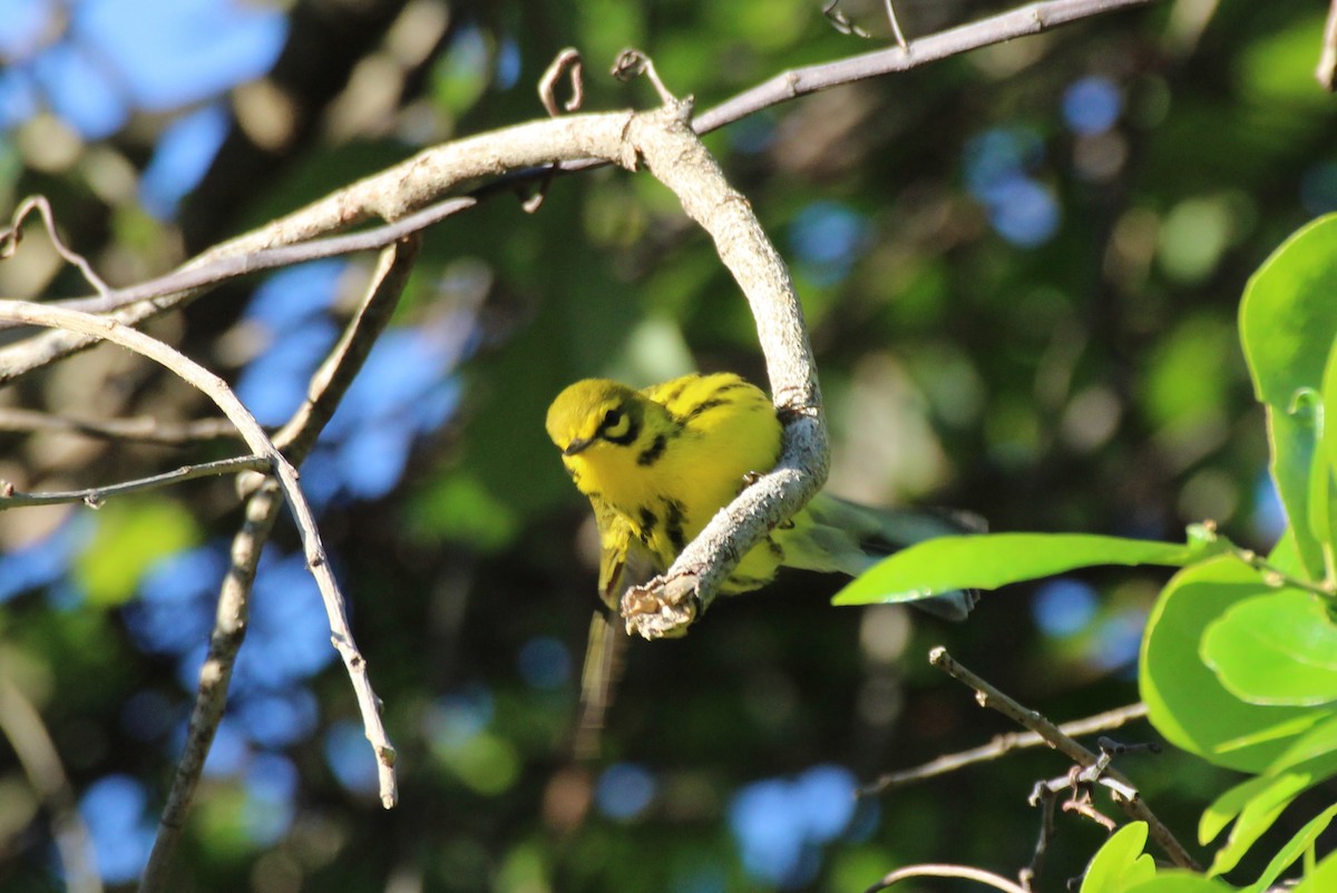 Prairie Warbler - ML53776891