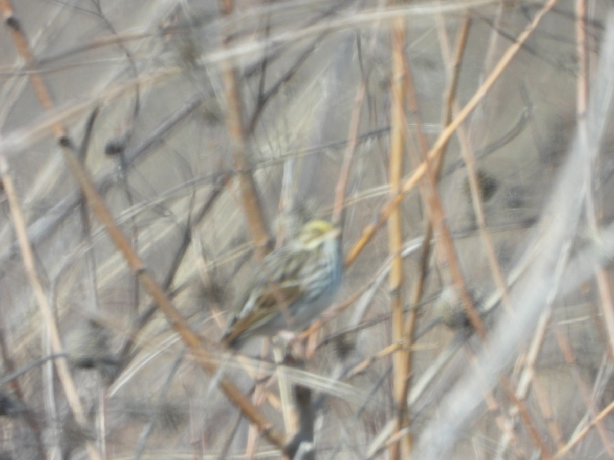 Savannah Sparrow - ML537769341