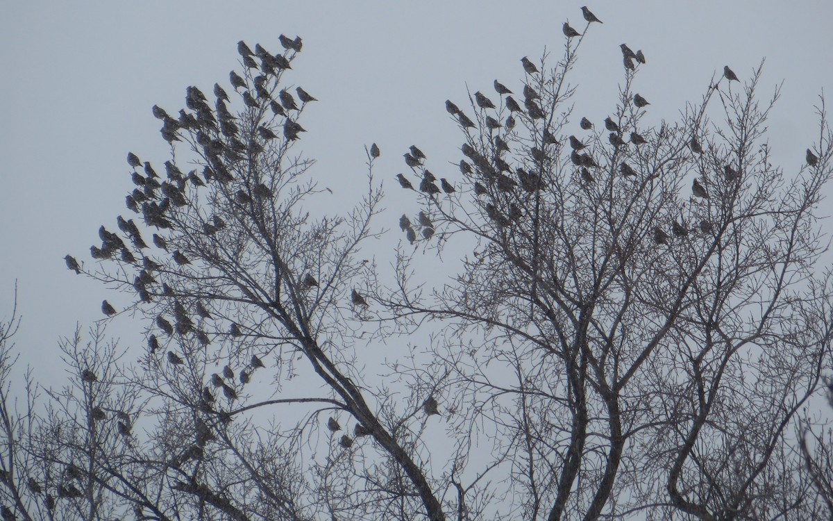 Bohemian Waxwing - ML537769601