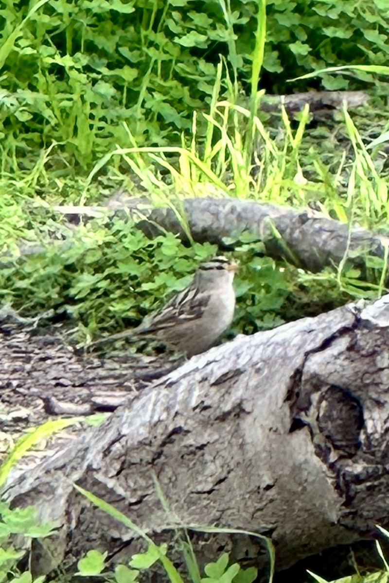 White-crowned Sparrow - ML537769641