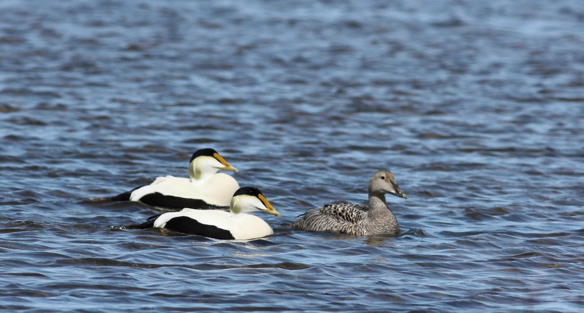 ærfugl (sedentaria) - ML53777051