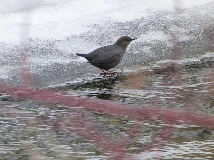 American Dipper - ML537770591