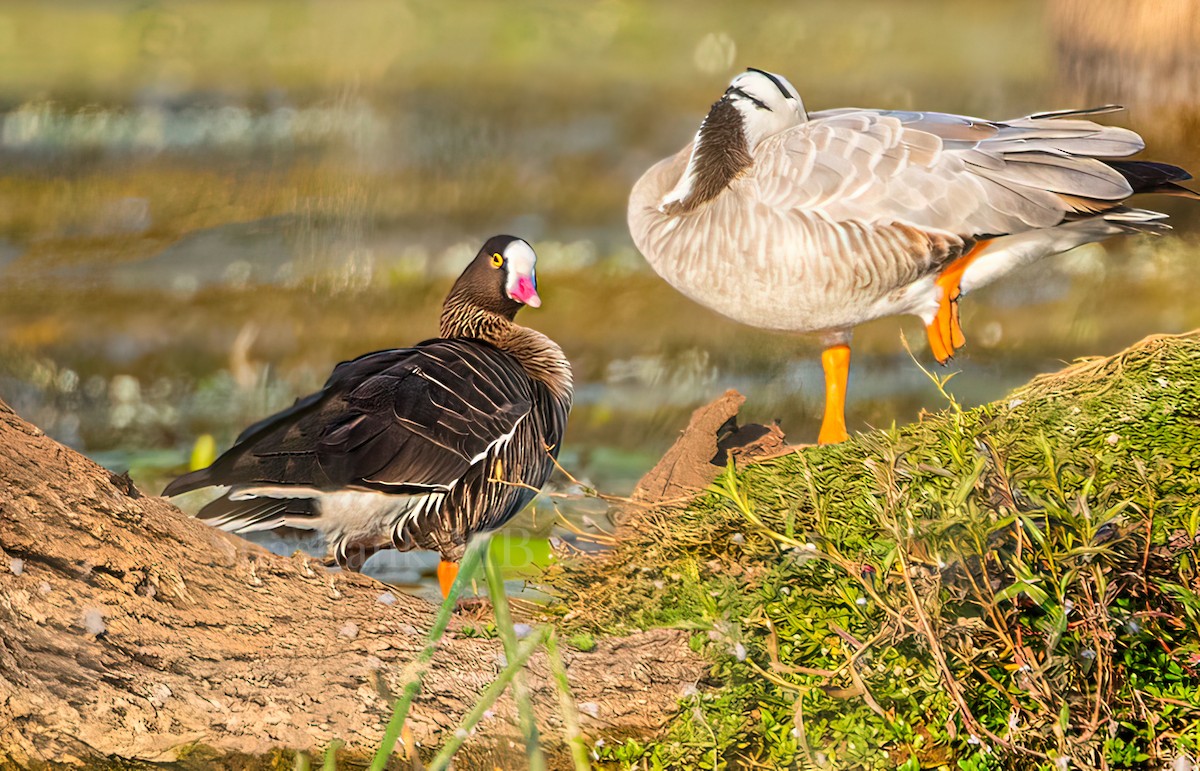 Lesser White-fronted Goose - ML537774681
