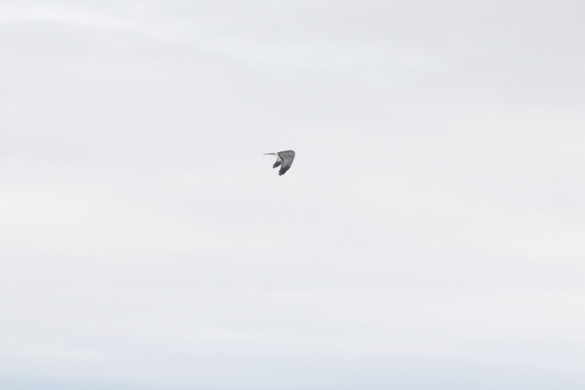 Northern Harrier - ML537774721