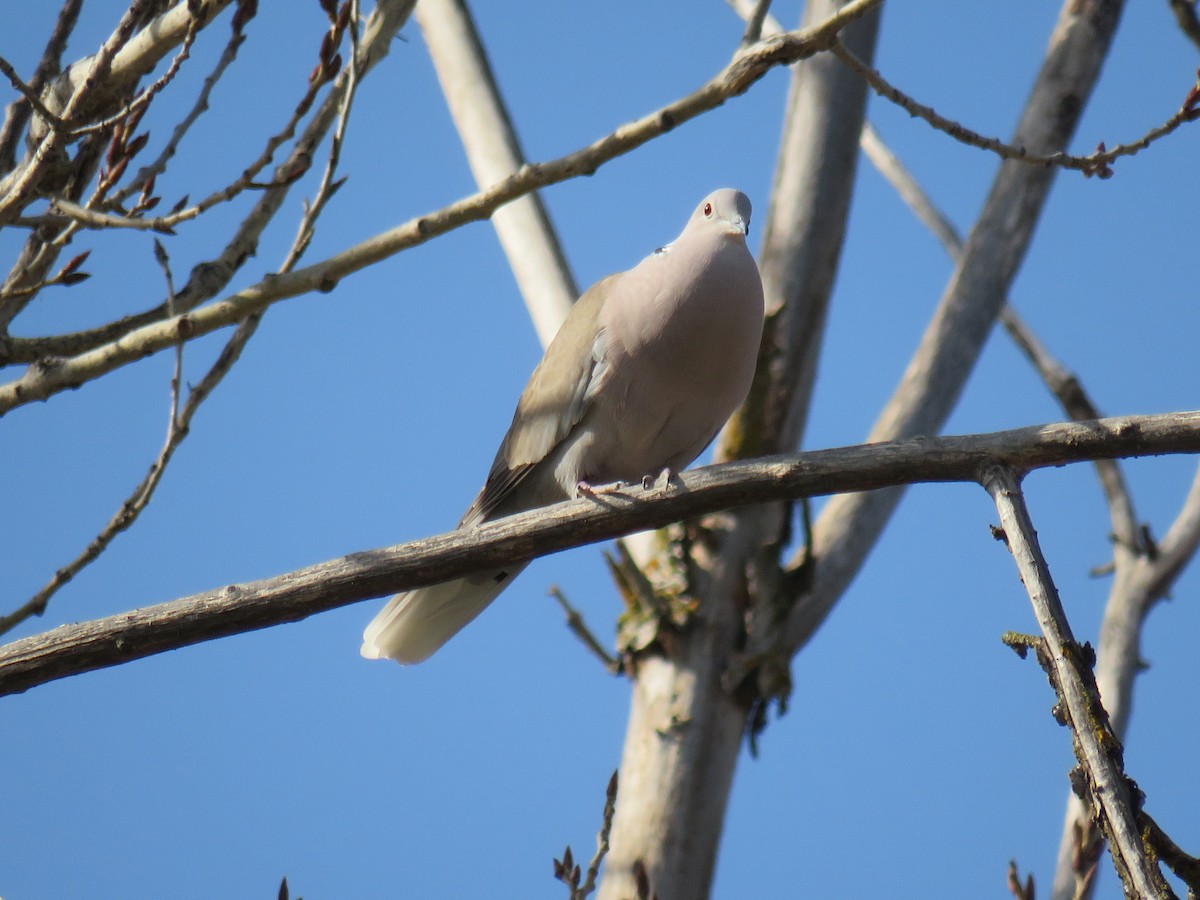 Eurasian Collared-Dove - ML537775431