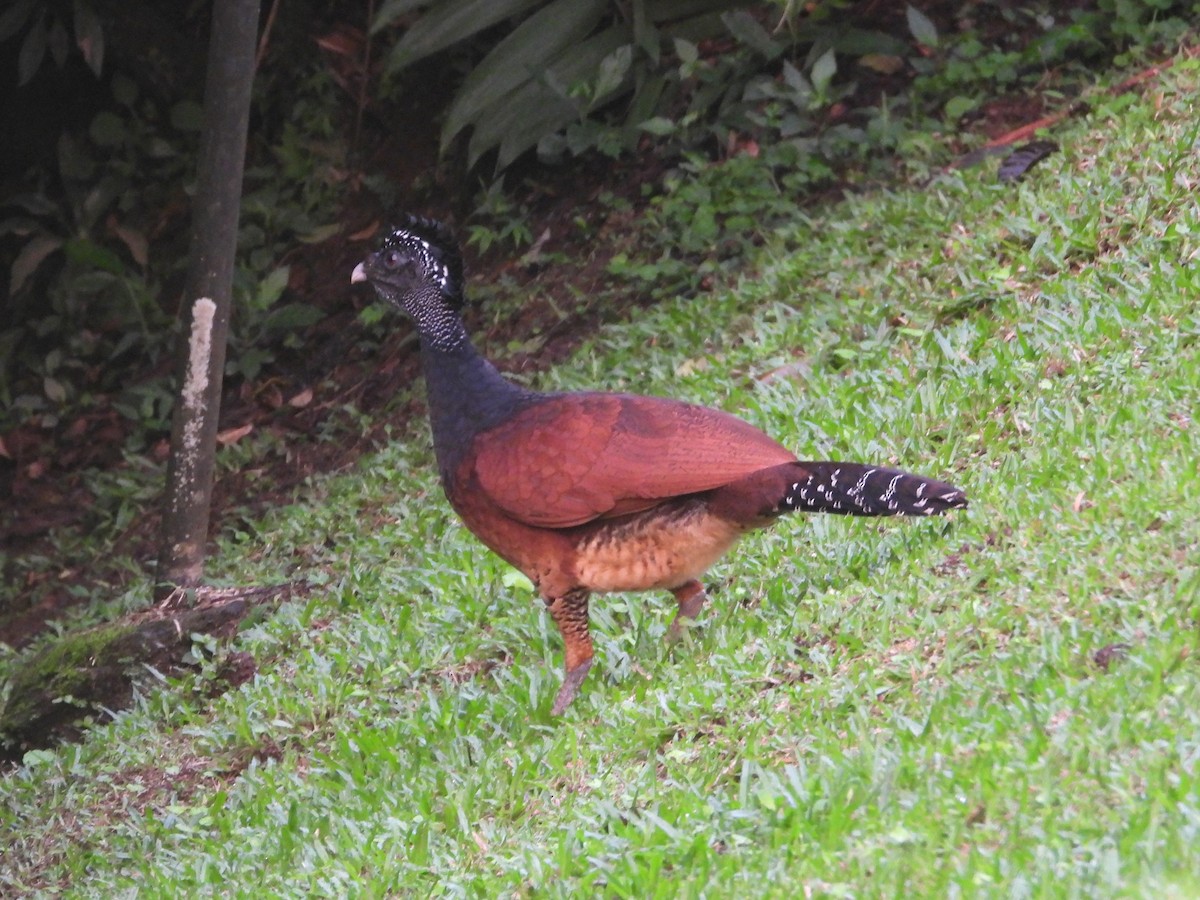 Great Curassow - ML537776961