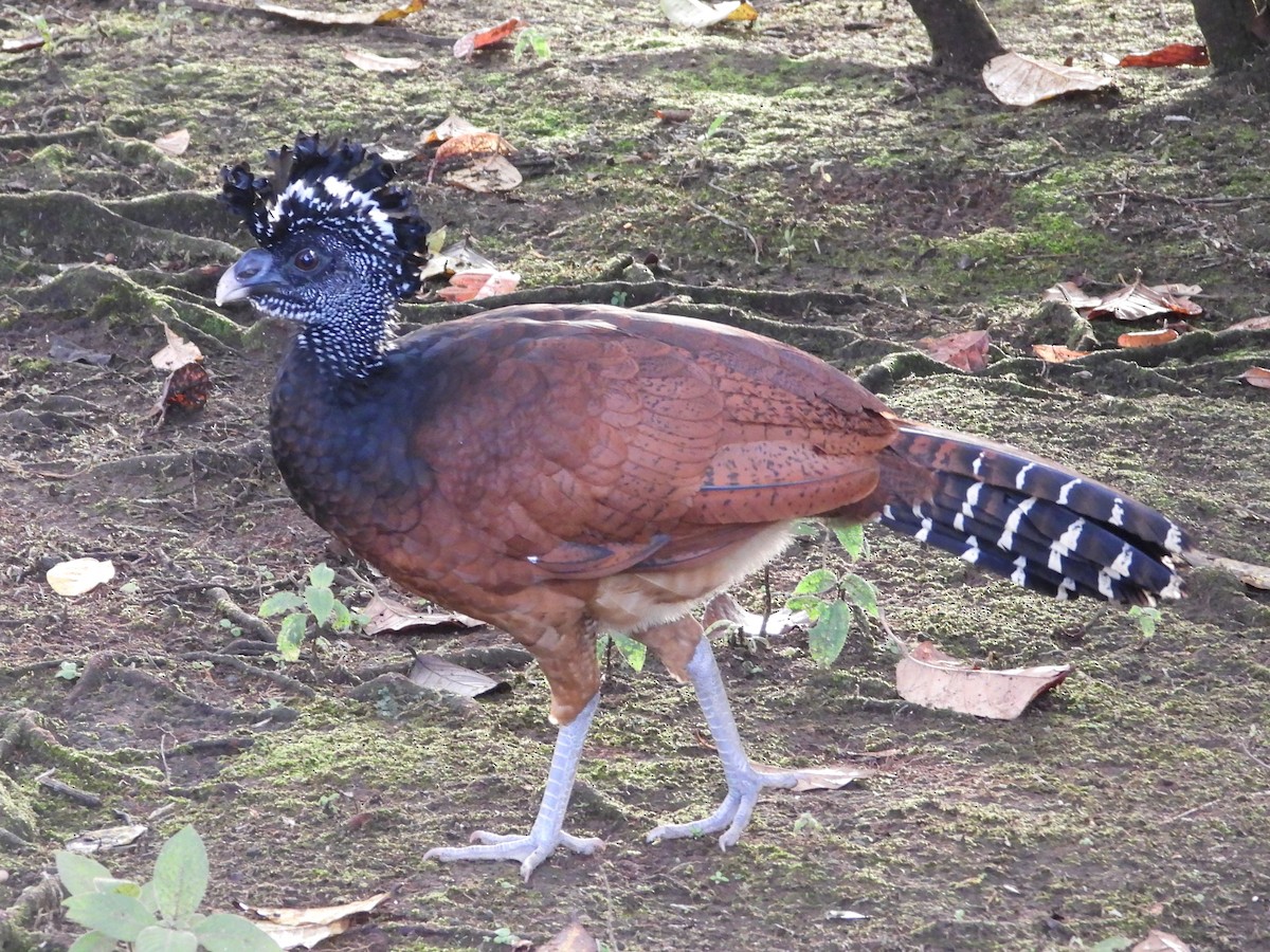 Great Curassow - Scott Stolz