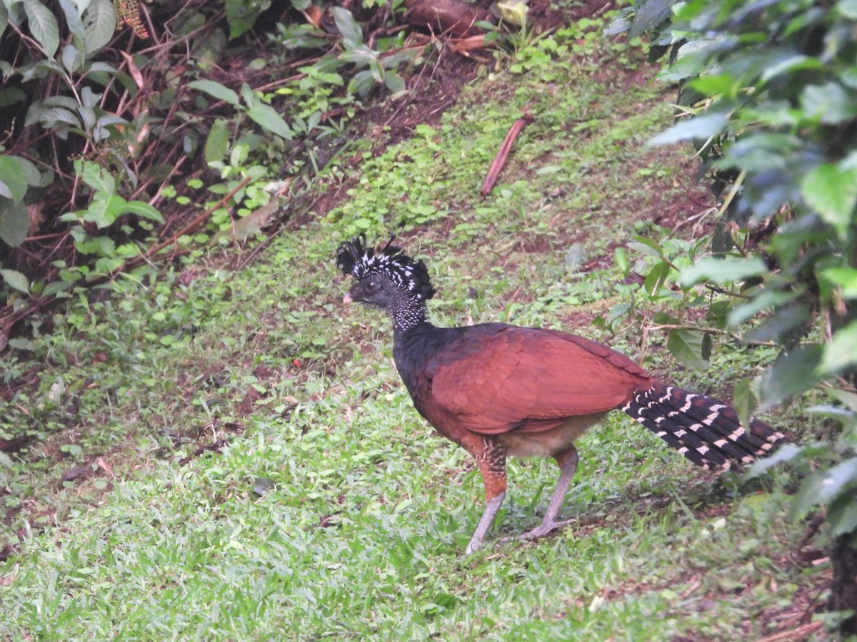 Great Curassow - ML537776981