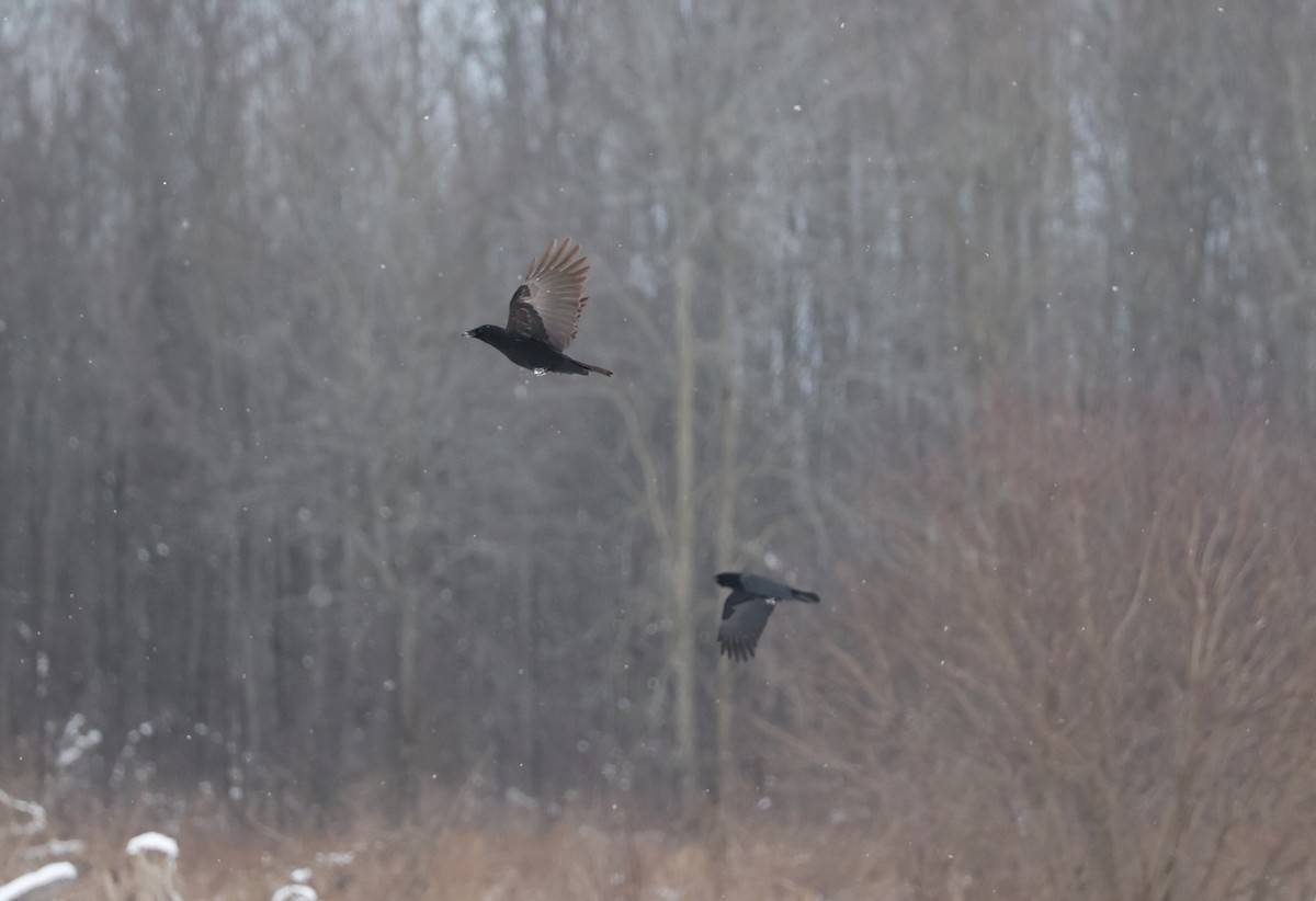 American Crow - ML537777071