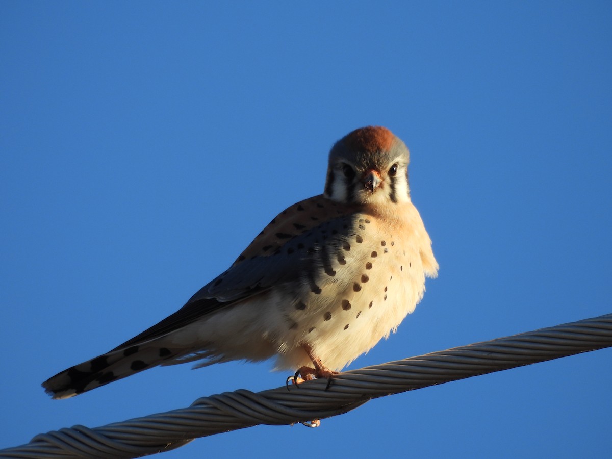 American Kestrel - ML537777351