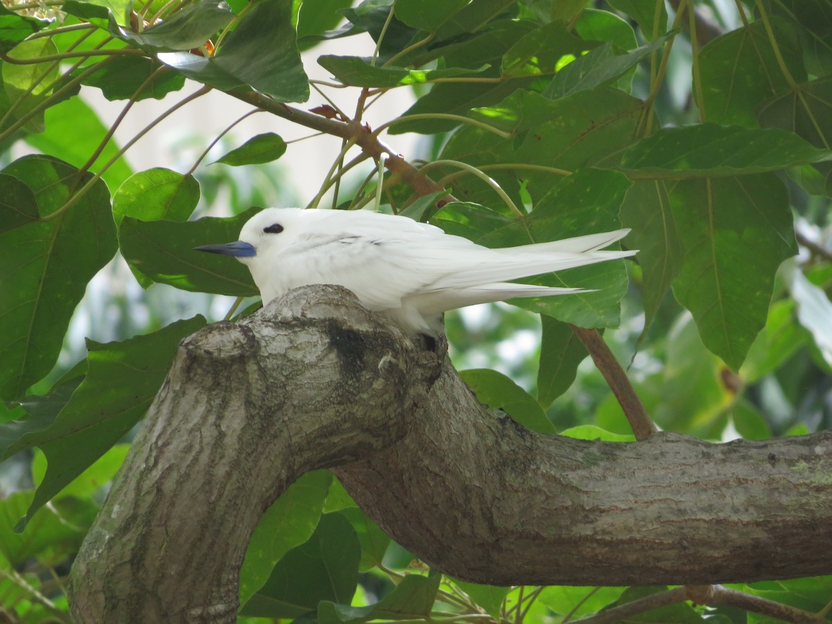 White Tern - ML537777691