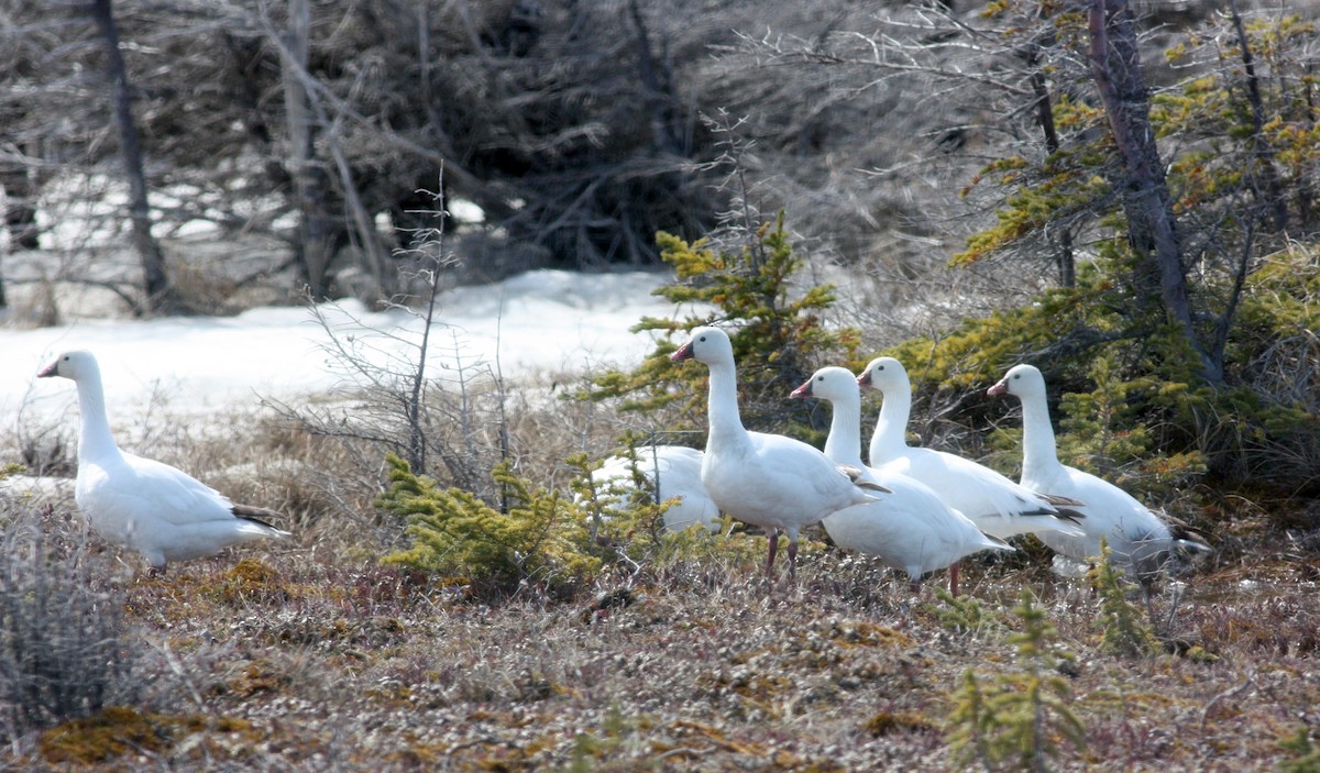 Ross's Goose - ML53777771