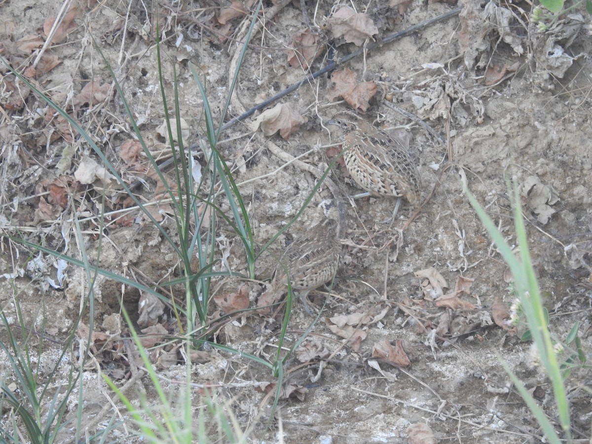 Barred Buttonquail - ML537780041