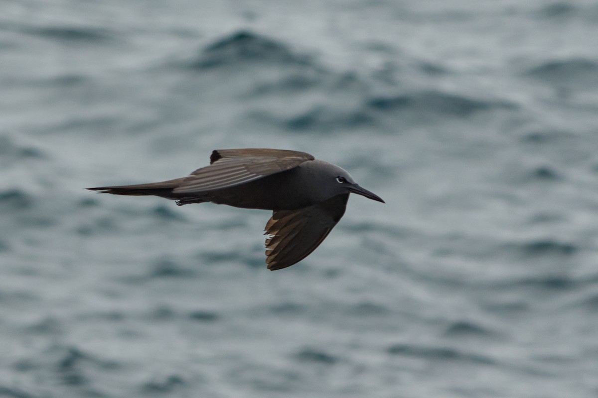 Brown Noddy - ML537780311