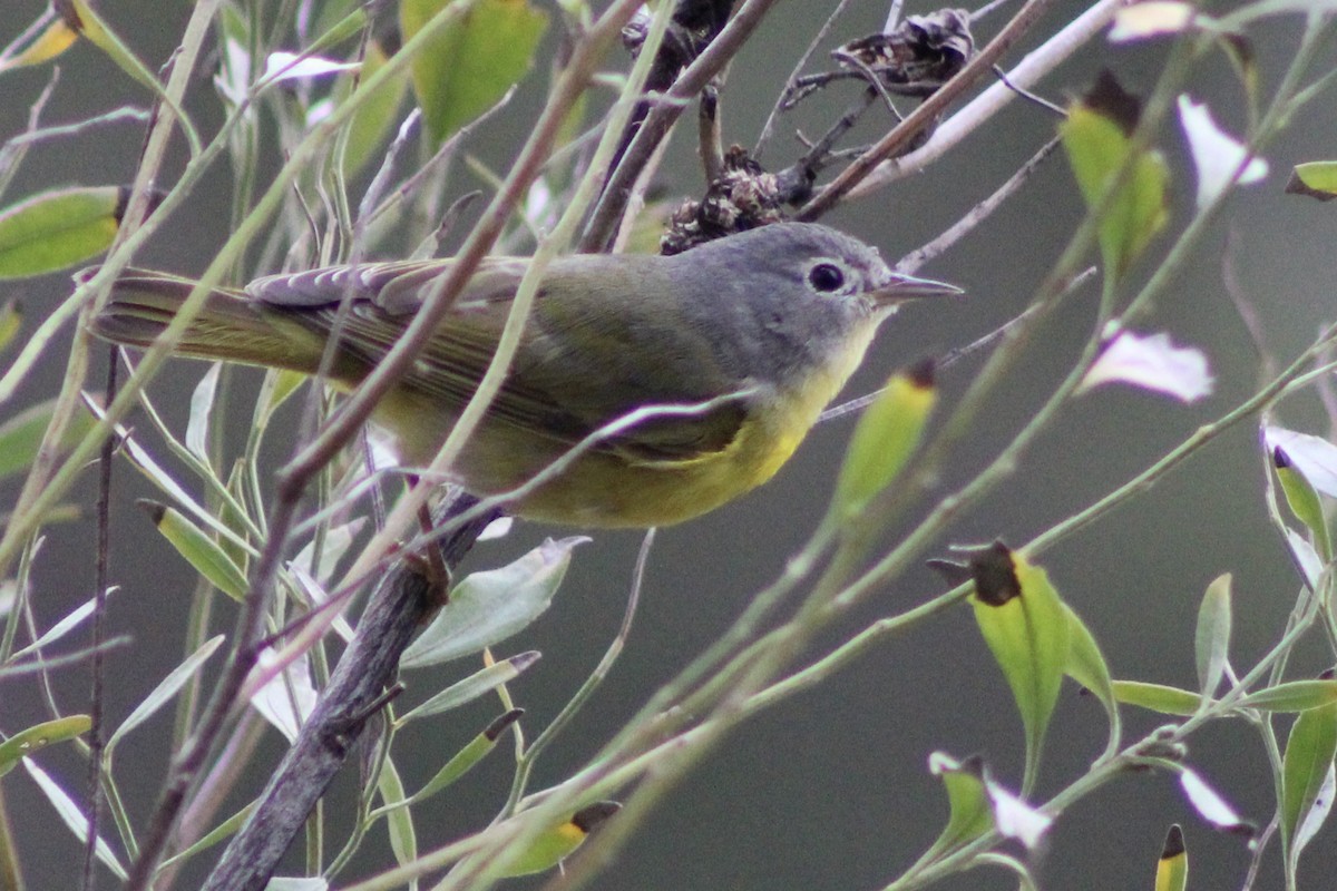 Nashville Warbler - ML537780621