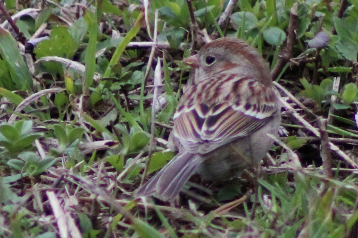 Field Sparrow - ML537780861