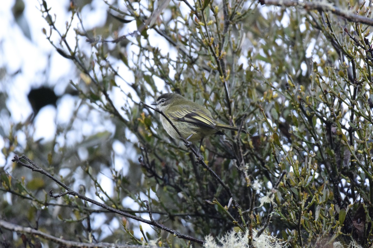 Spectacled Tyrannulet - ML537782011