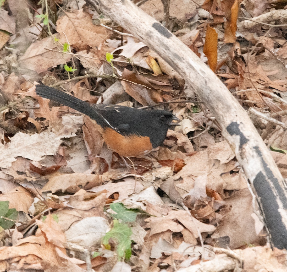 Eastern Towhee - ML537782391