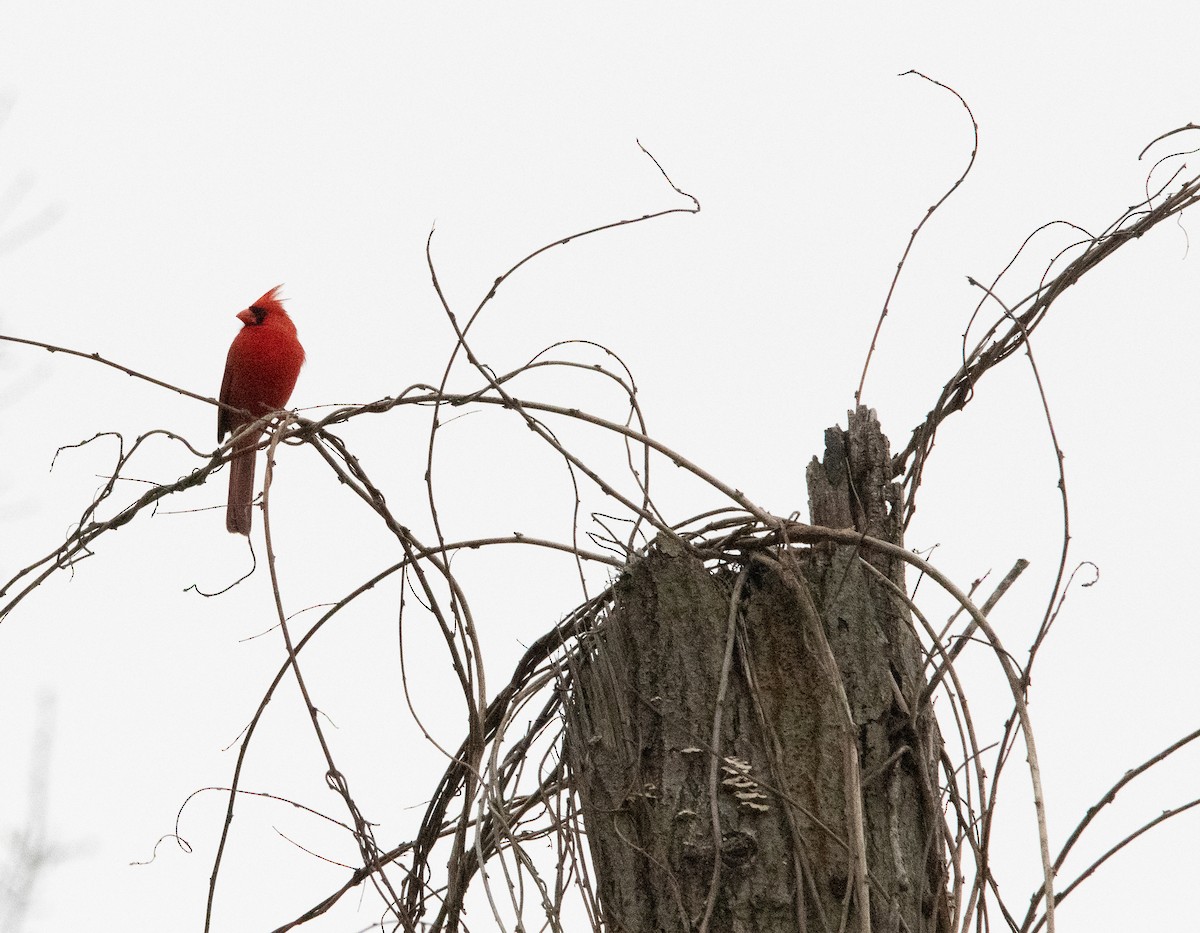 Northern Cardinal - ML537782641