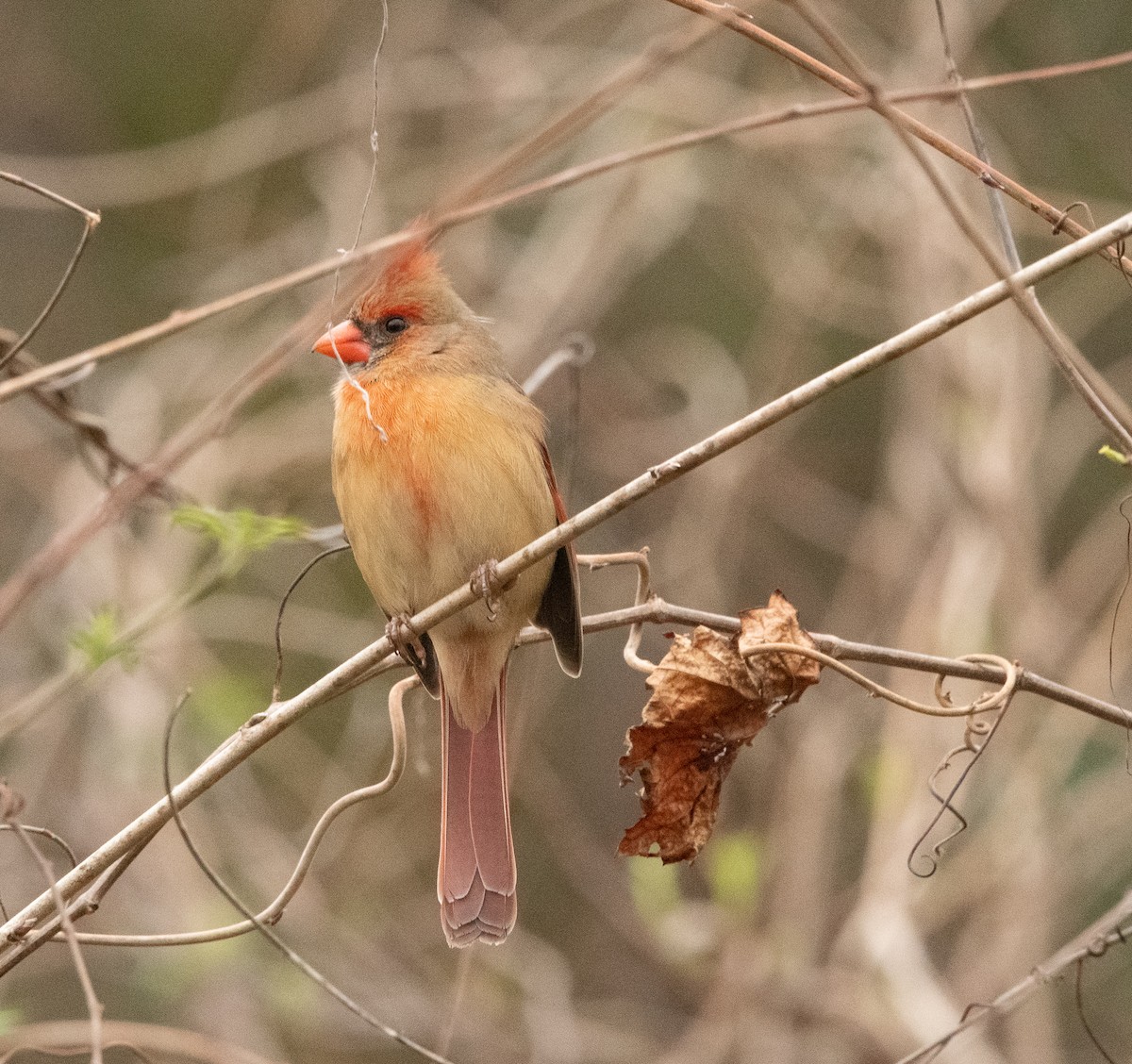 Northern Cardinal - ML537782651