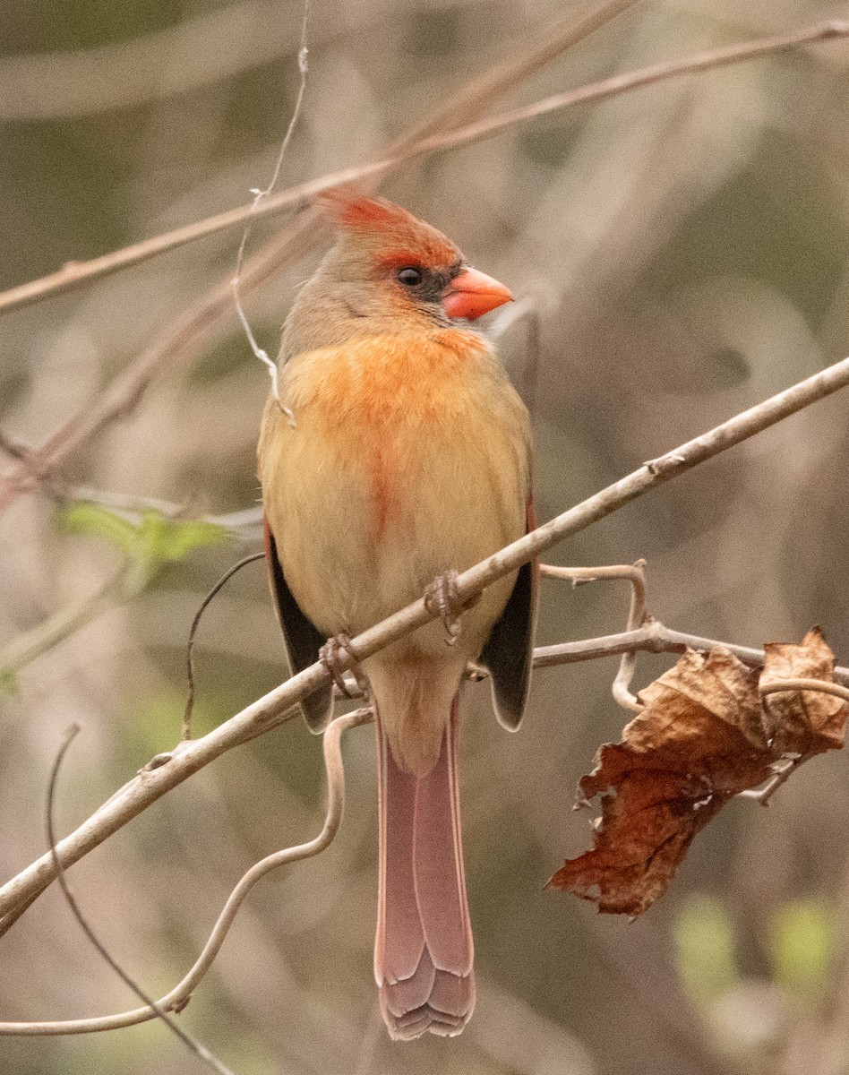 Northern Cardinal - ML537782661