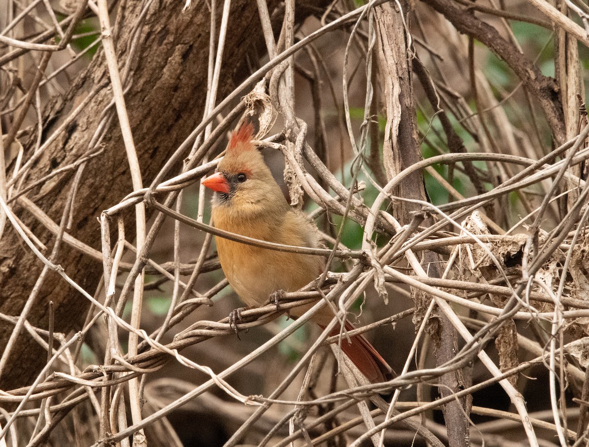 Northern Cardinal - ML537782671