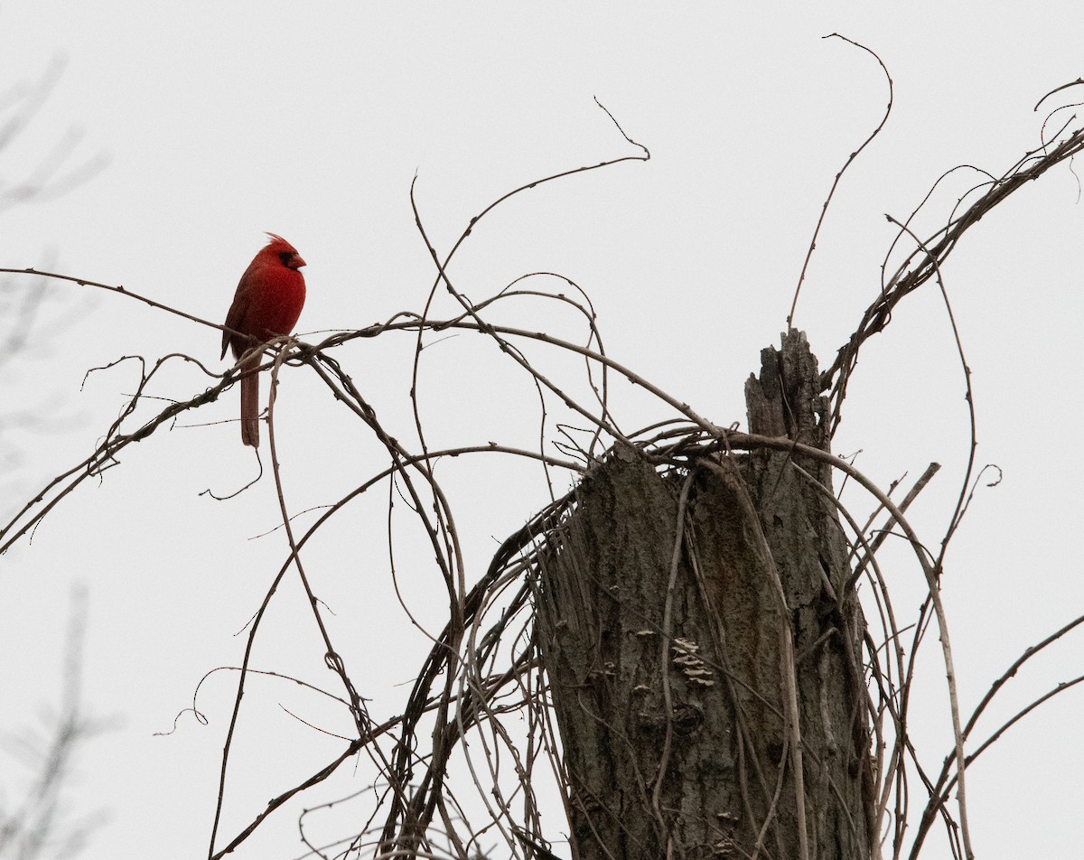 Northern Cardinal - ML537782691
