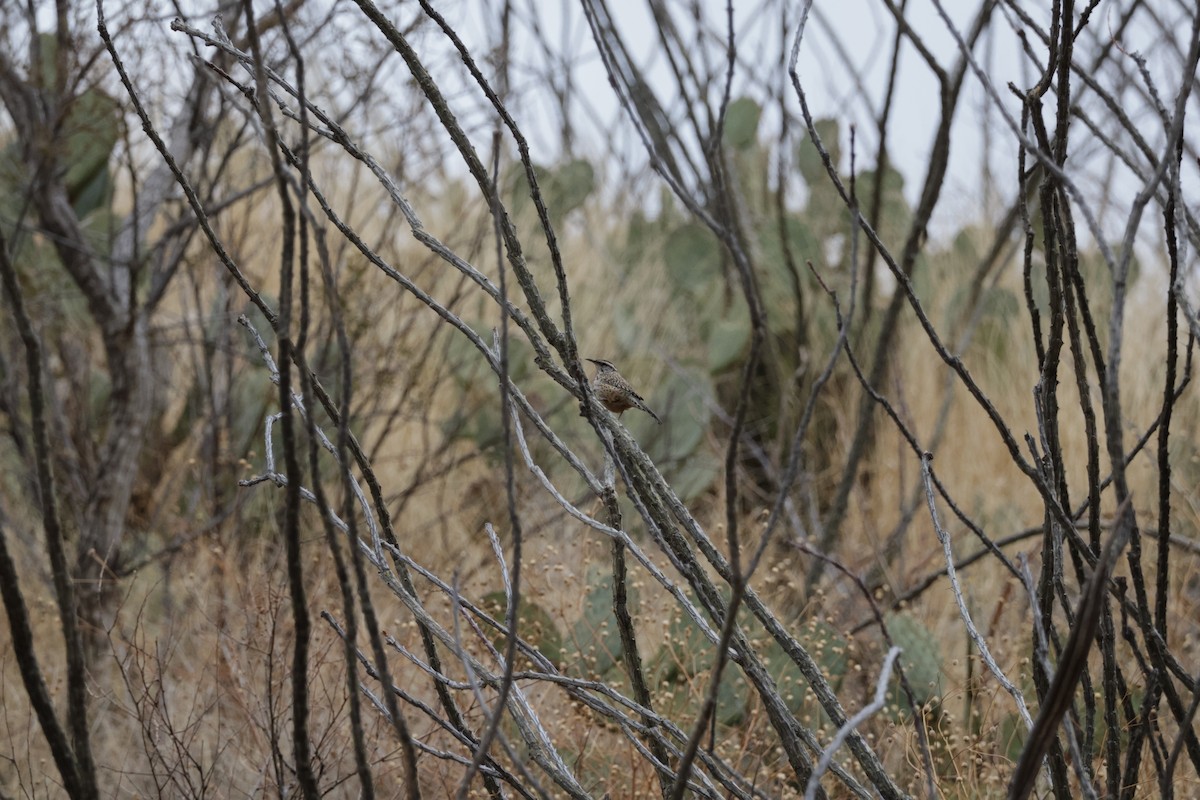 Cactus Wren - ML537782731