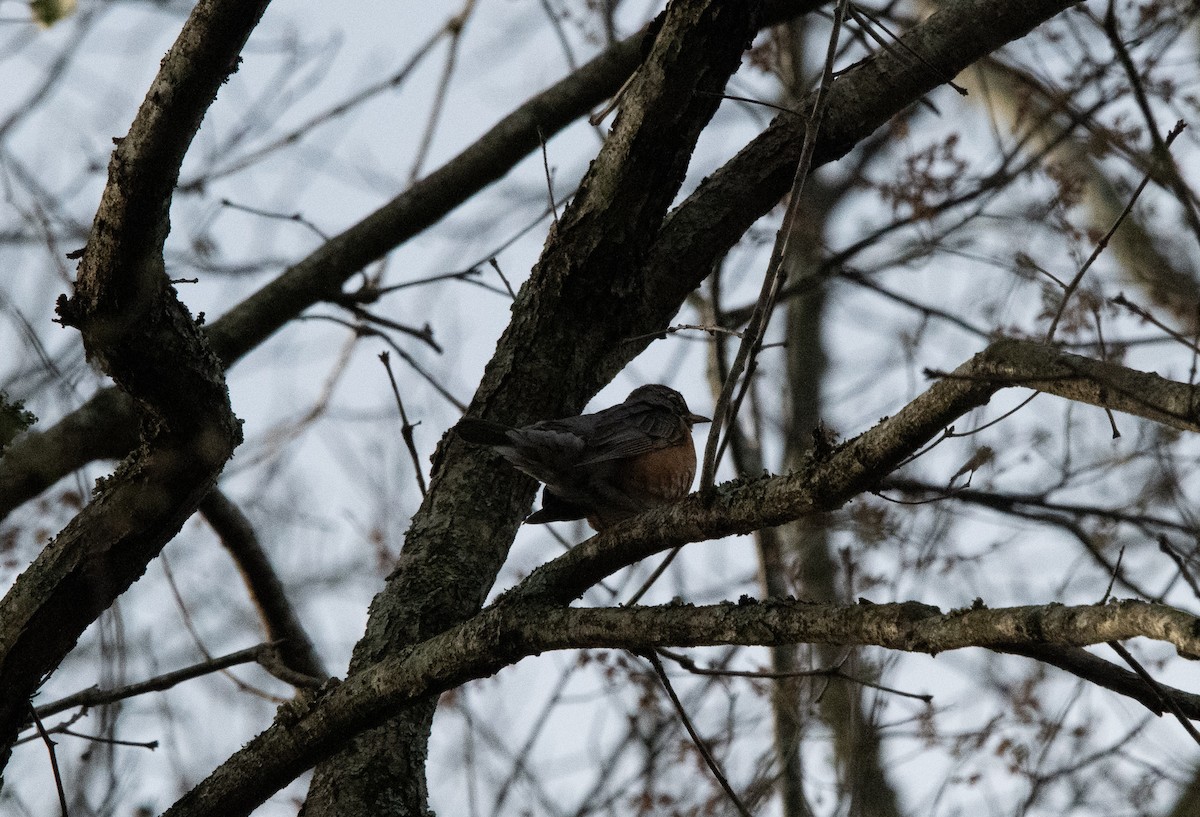 American Robin - ML537782751